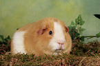 US Teddy guinea pig