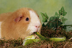 eating US Teddy guinea pig