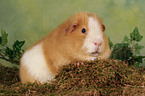 US Teddy guinea pig
