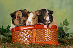 young guinea pigs in basket