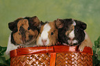 young guinea pigs in basket