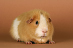 US Teddy guinea pig