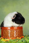 US-Teddy guinea pig in basket