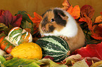 US-Teddy guinea pig in autumn leaves