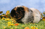 guinea pig