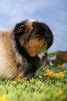 guinea pig