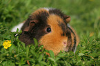 US Teddy guinea pig in the meadow