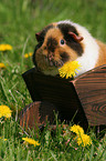 US Teddy guinea pig in the meadow