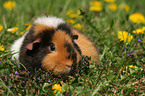 US Teddy guinea pig in flower field