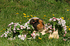 US Teddy guinea pig in the meadow in spring