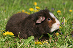 US Teddy guinea pig in the meadow