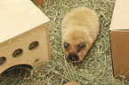 US Teddy