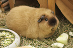 US Teddy