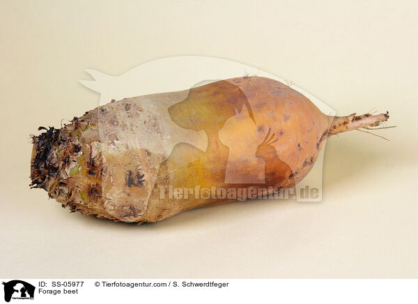 Futterrbe / Forage beet / SS-05977