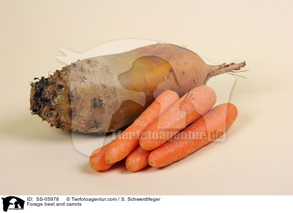 Saftfutter / Forage beet and carrots / SS-05978