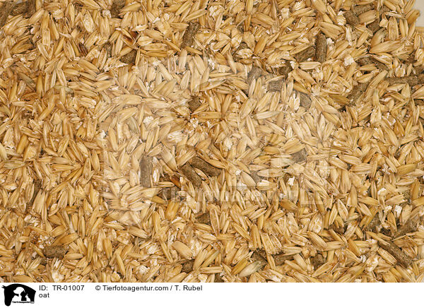 Hafer / oat / TR-01007