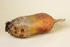 Forage beet