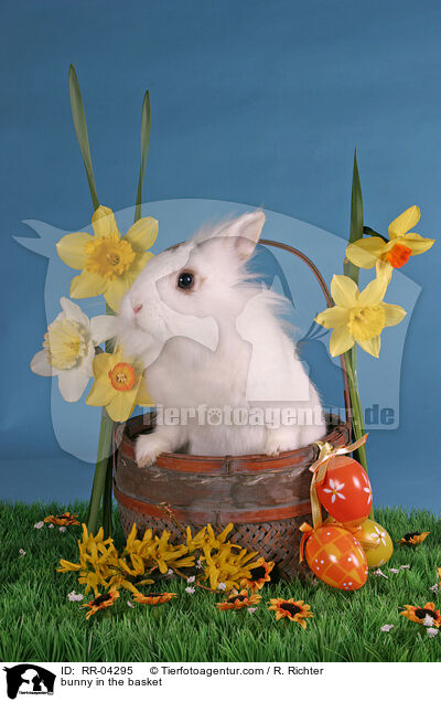 bunny in the basket / RR-04295