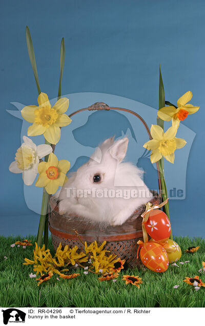 Lwenkpfchen im Krbchen / bunny in the basket / RR-04296