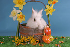 bunny in the basket