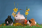 bunnies & guinea pig