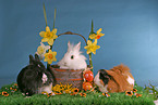 bunnies & guinea pig