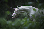 Unicorn portrait