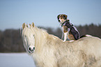Unicorn Pony