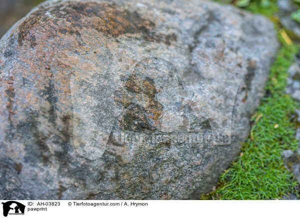 Pfotenabdruck / pawprint / AH-03823