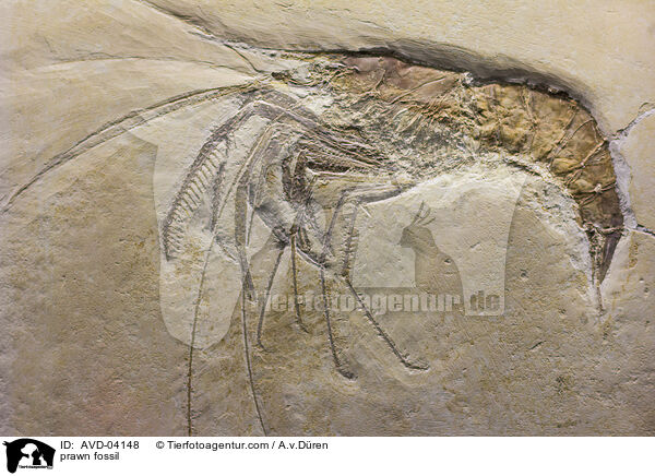 Garnelen Fossil / prawn fossil / AVD-04148