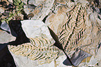 fossil find