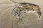 prawn fossil