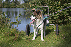 Dog with wheelchair