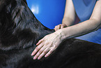 physiotherapy