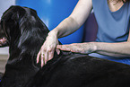 physiotherapy