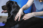 physiotherapy