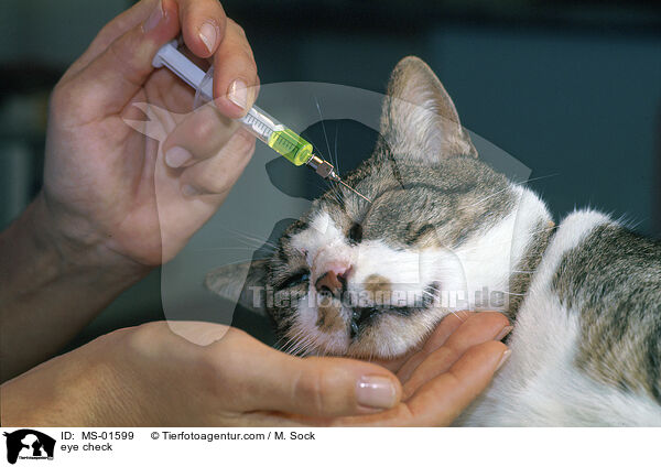 Augenuntersuchung / eye check / MS-01599
