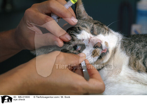 Augenkontrolle / eye check / MS-01600