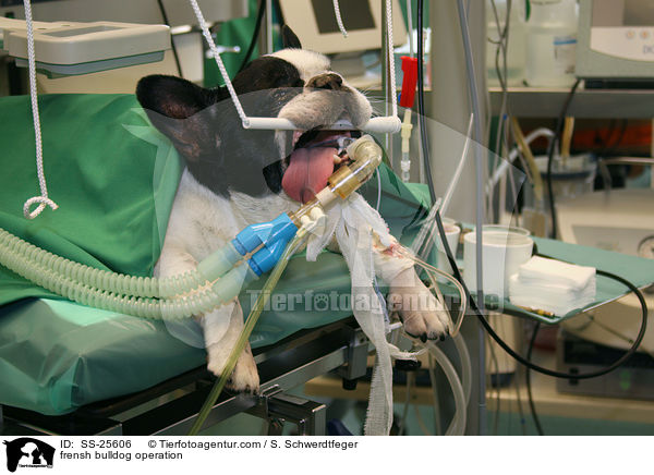 Operation bei einer Franzsichen Bulldogge / frensh bulldog operation / SS-25606
