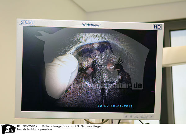 Operation bei einer Franzsichen Bulldogge / frensh bulldog operation / SS-25612