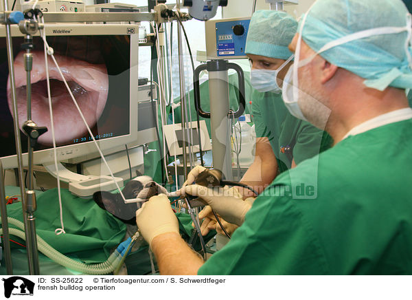 Operation bei einer Franzsichen Bulldogge / frensh bulldog operation / SS-25622