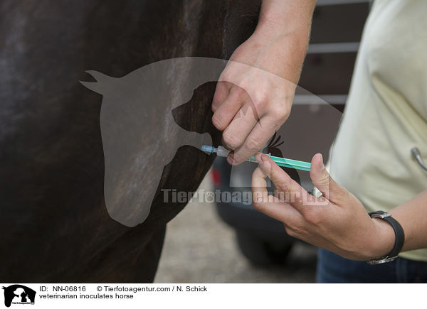 Tierarzt impft Pferd / veterinarian inoculates horse / NN-06816