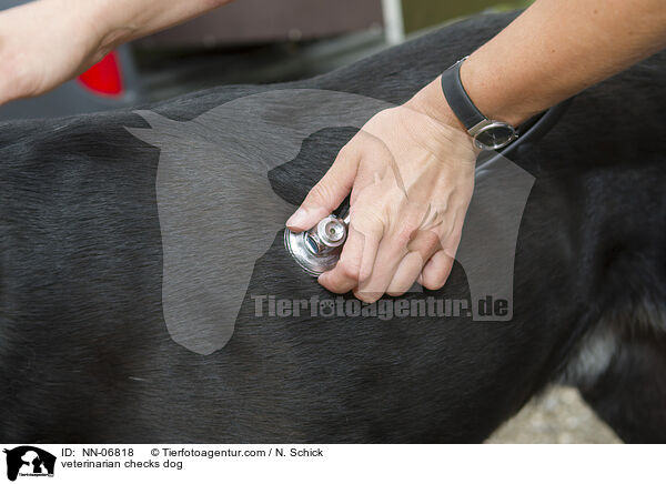 Tierarzt checkt Hund / veterinarian checks dog / NN-06818