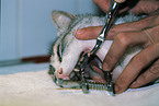 teeth check