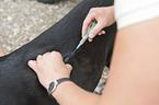 veterinarian inoculates dog