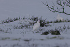 Alpenschneehuhn