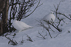 Alpenschneehuhn