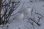 Alpenschneehuhn