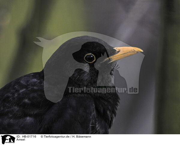 Amsel / common blackbird / HB-01716