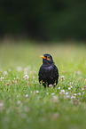 Amsel